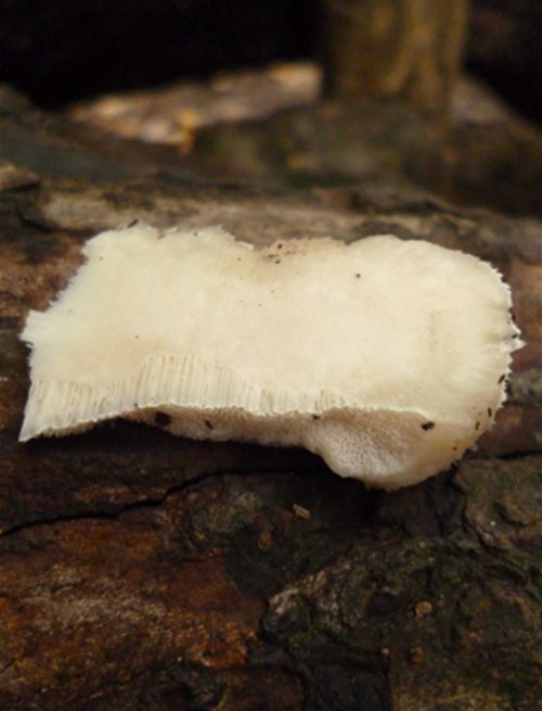 Cross-section showing flesh and tube layer taken from wild service at Hampstead Heath, London 